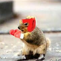 Ferocious Squirrels avatar image
